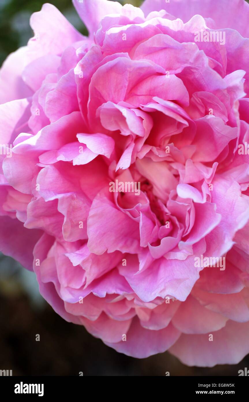 Species Peony High Resolution Stock Photography and Images - Alamy