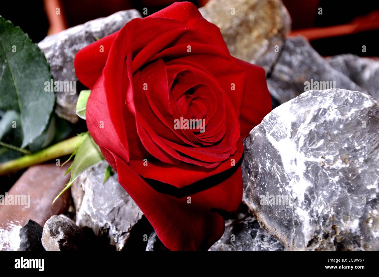 Red Rose Between Stones High Resolution Stock Photography and Images ...