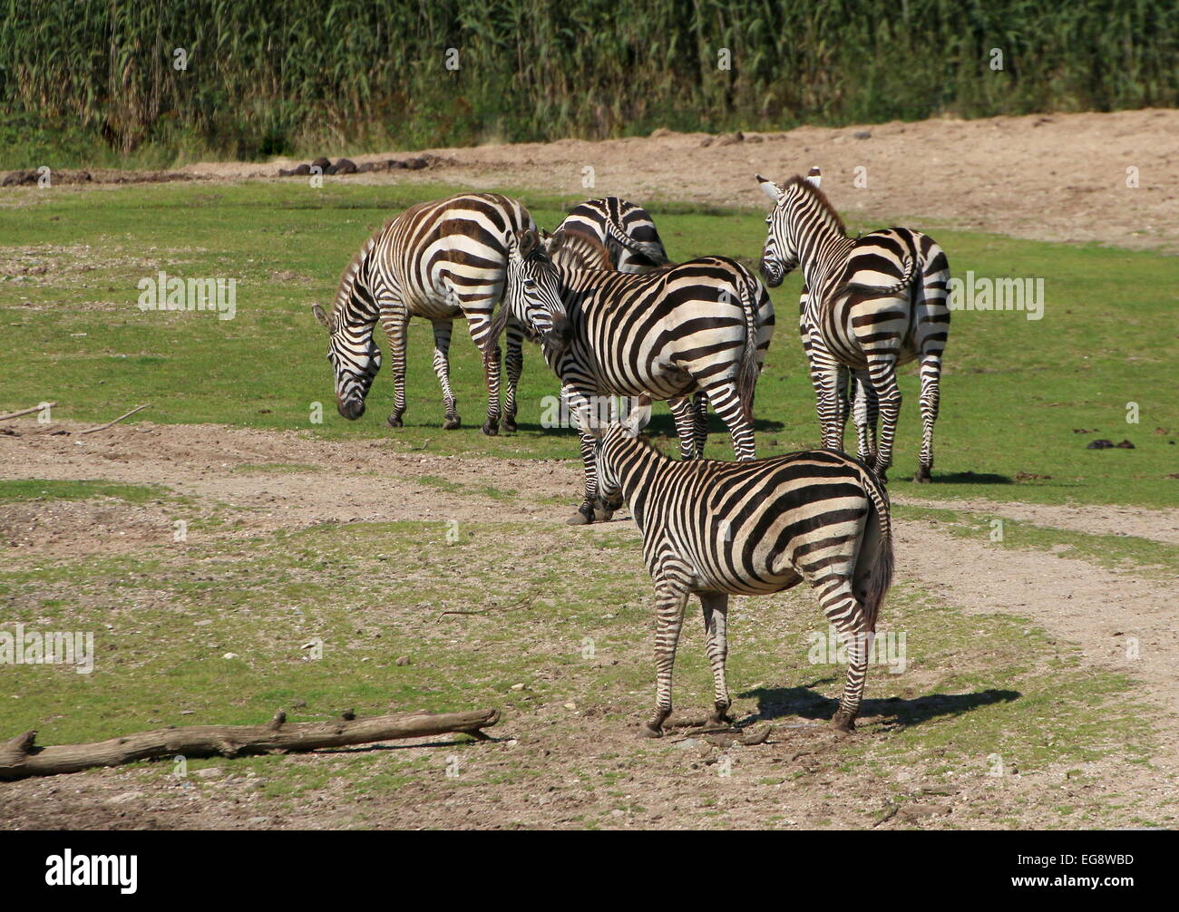 Group zebras hi-res stock photography and images - Alamy
