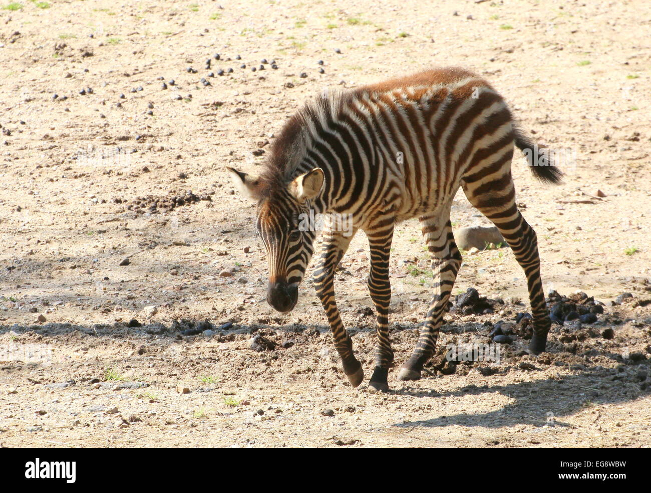 Zebra Steppenzebra Equus Quagga Stock Photos & Zebra Steppenzebra Equus ...