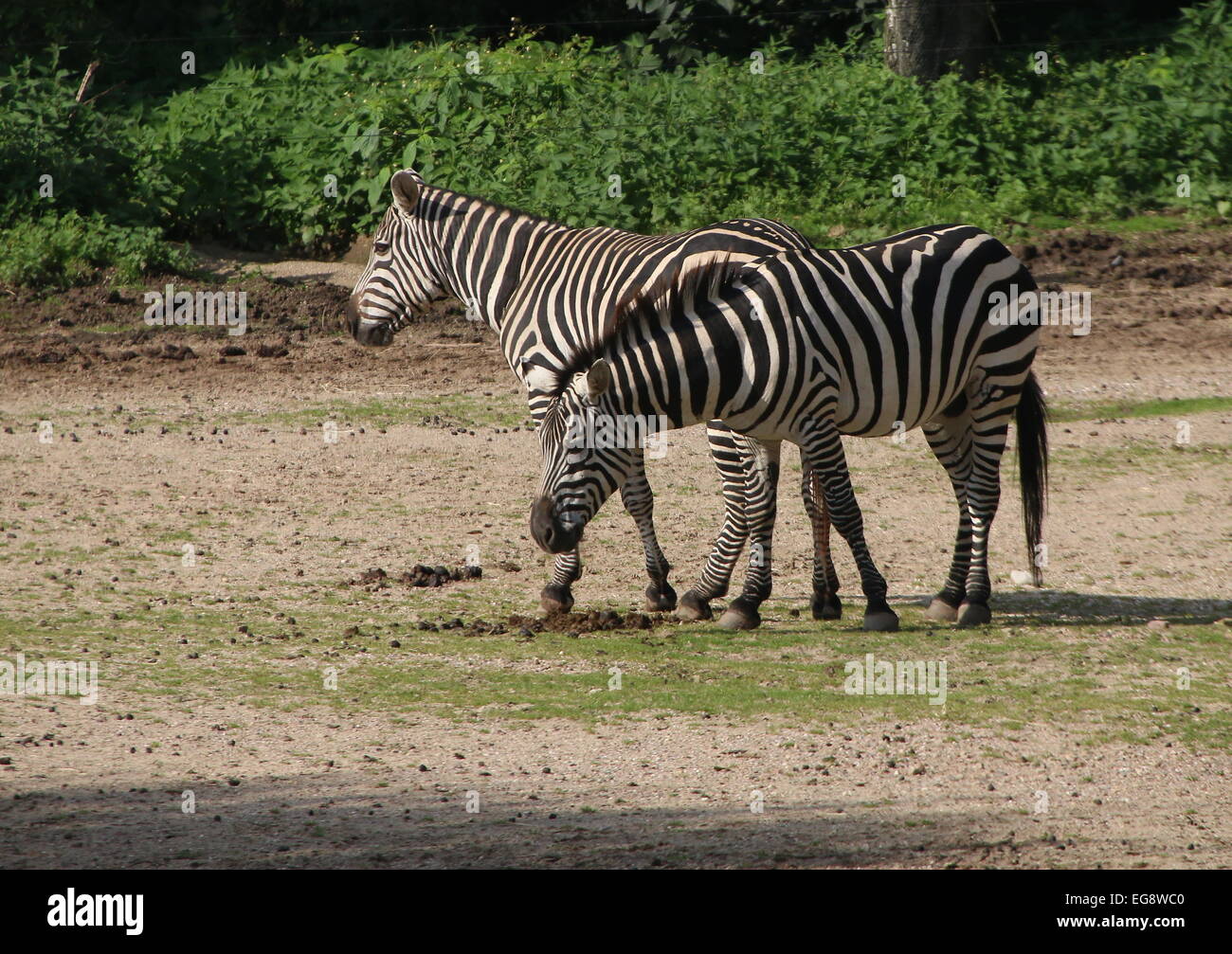 Two grazing Grant's zebras (Equus quagga boehmi Stock Photo - Alamy