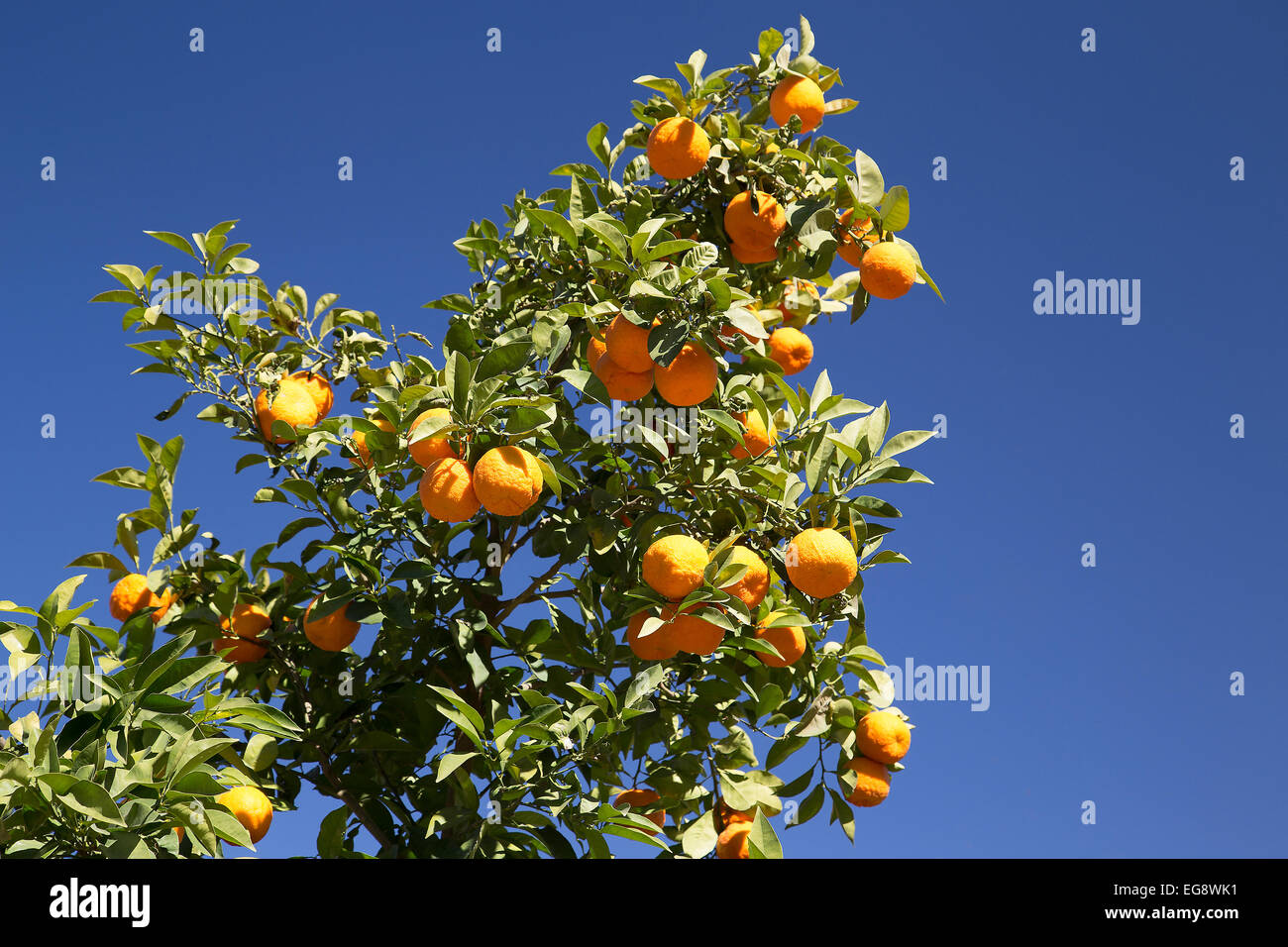 Seville oranges growing on tree against a bright blue sky Stock Photo