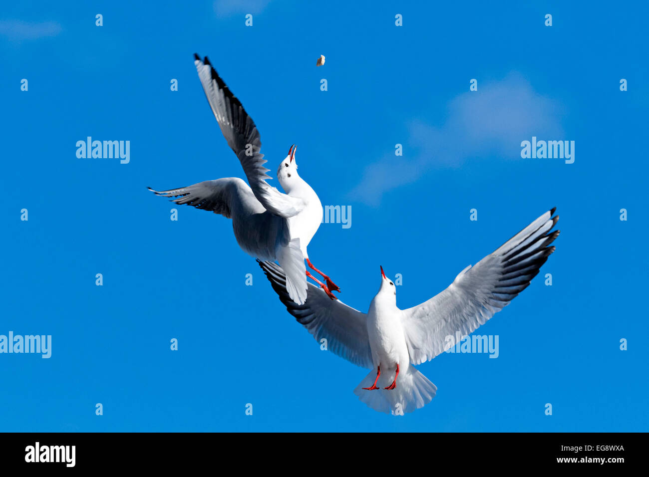 Flying seagulls trying to catch a piece of bread in the air (   Chroicocephalus   ridibundus ), Germany Stock Photo