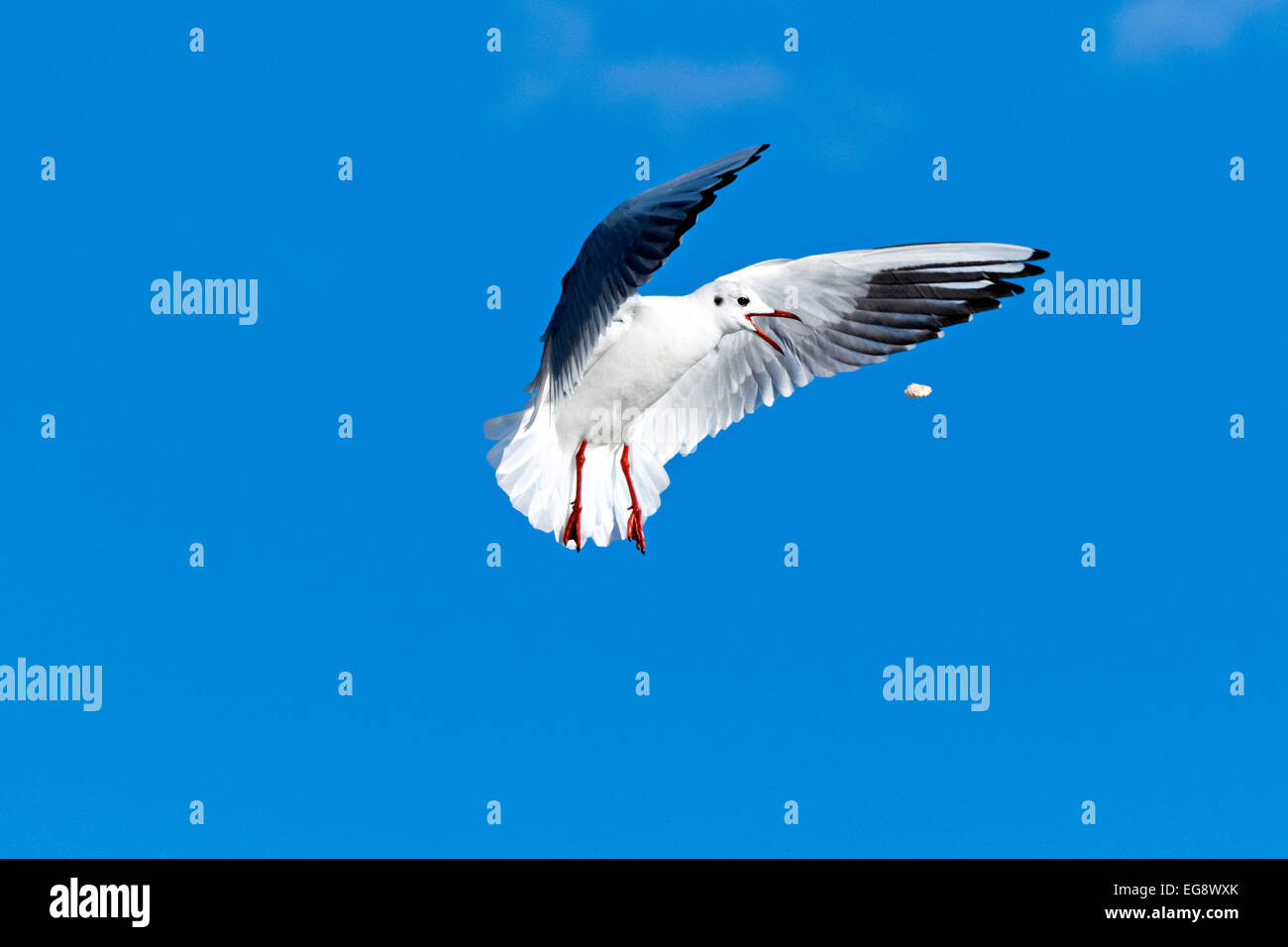 Flying seagull trying to catch a piece of bread in the air (  Chroicocephalus  ridibundus ) Germany Stock Photo
