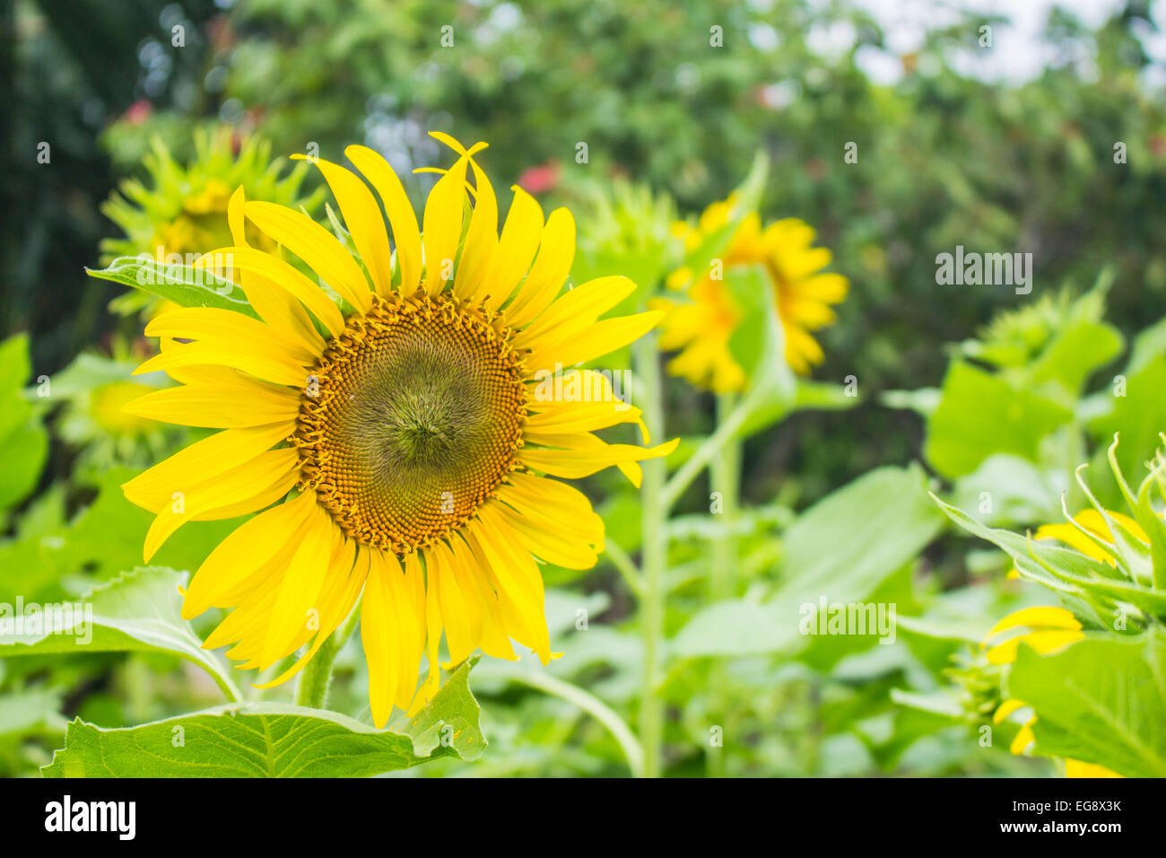 Sunflowers in full bloom in the plots Stock Photo Alamy