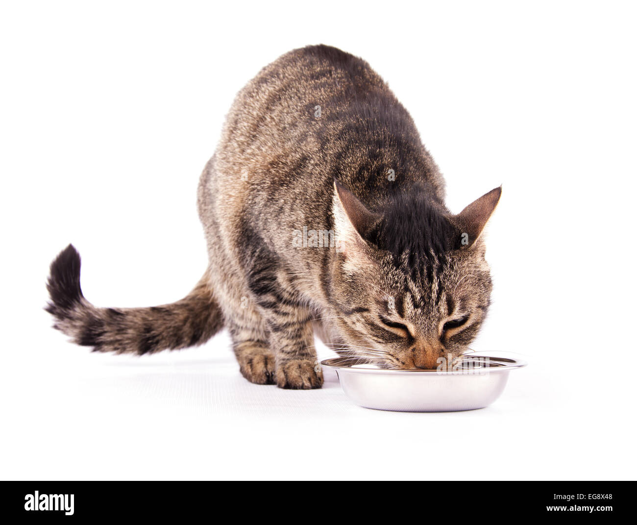 Brown tabby cat eating her meal, on white Stock Photo