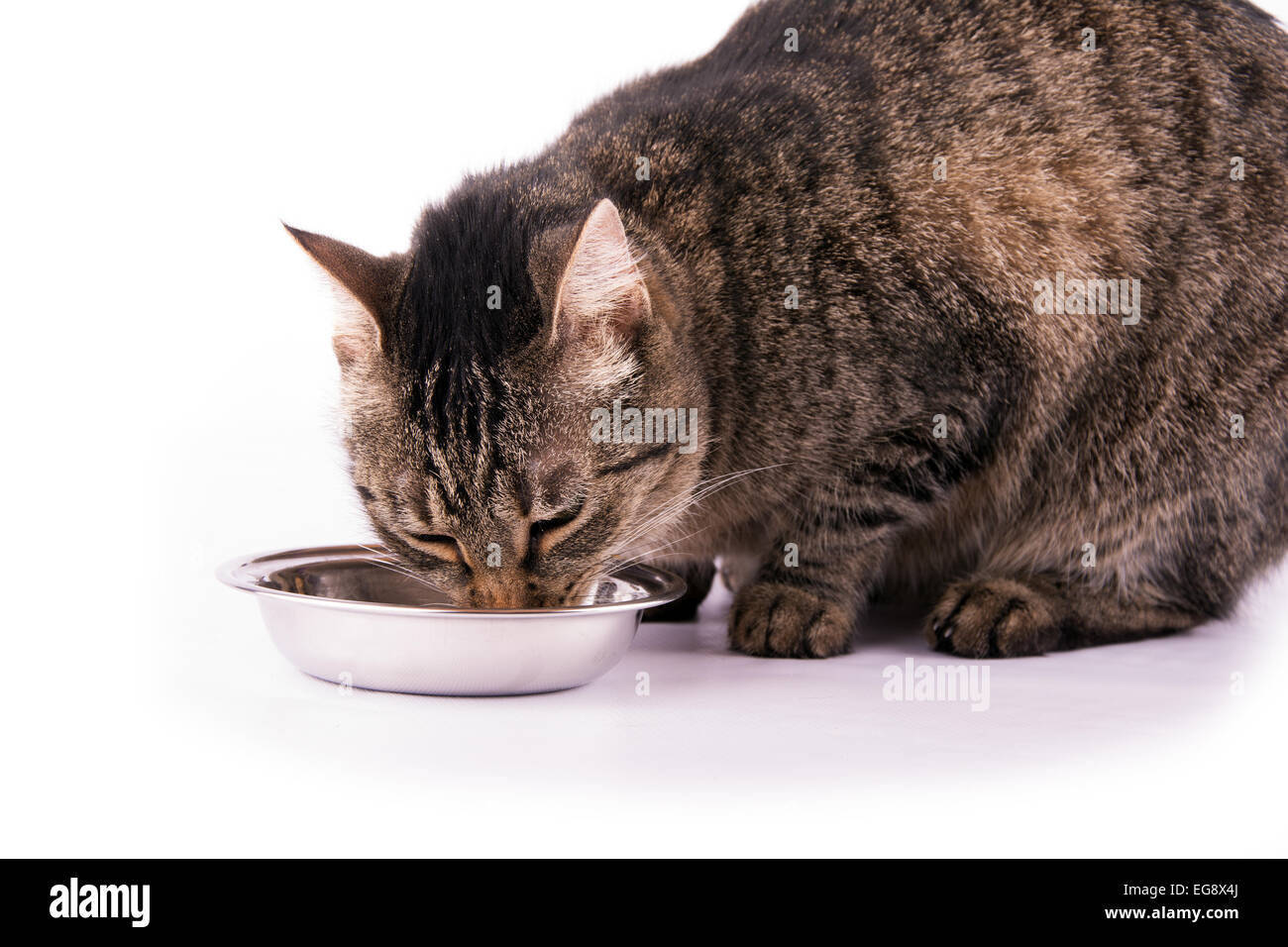 Brown tabby cat hires stock photography and images Alamy