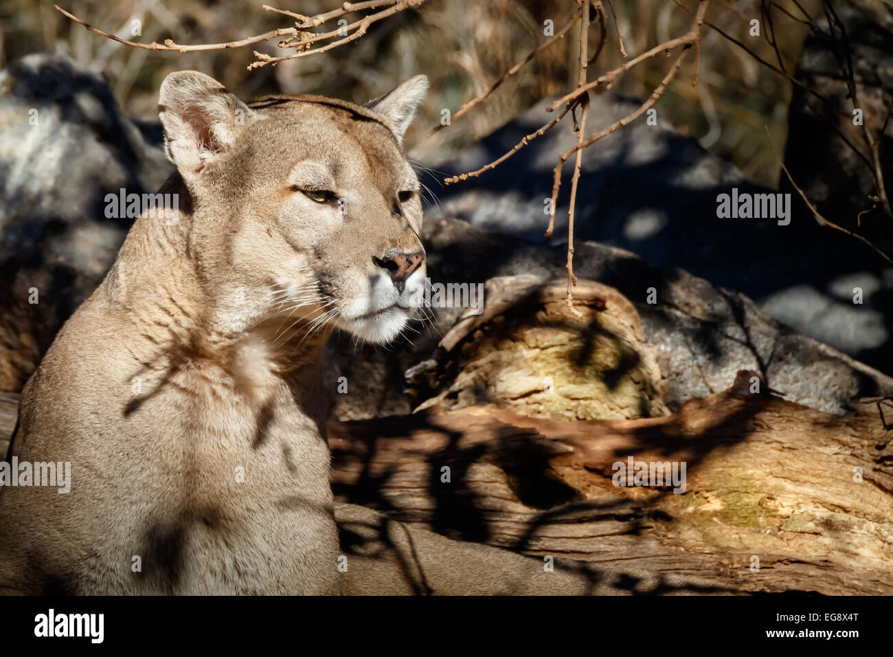 A mountain lion poses proudly in the Oklahoma City Zoo Stock Photo Alamy