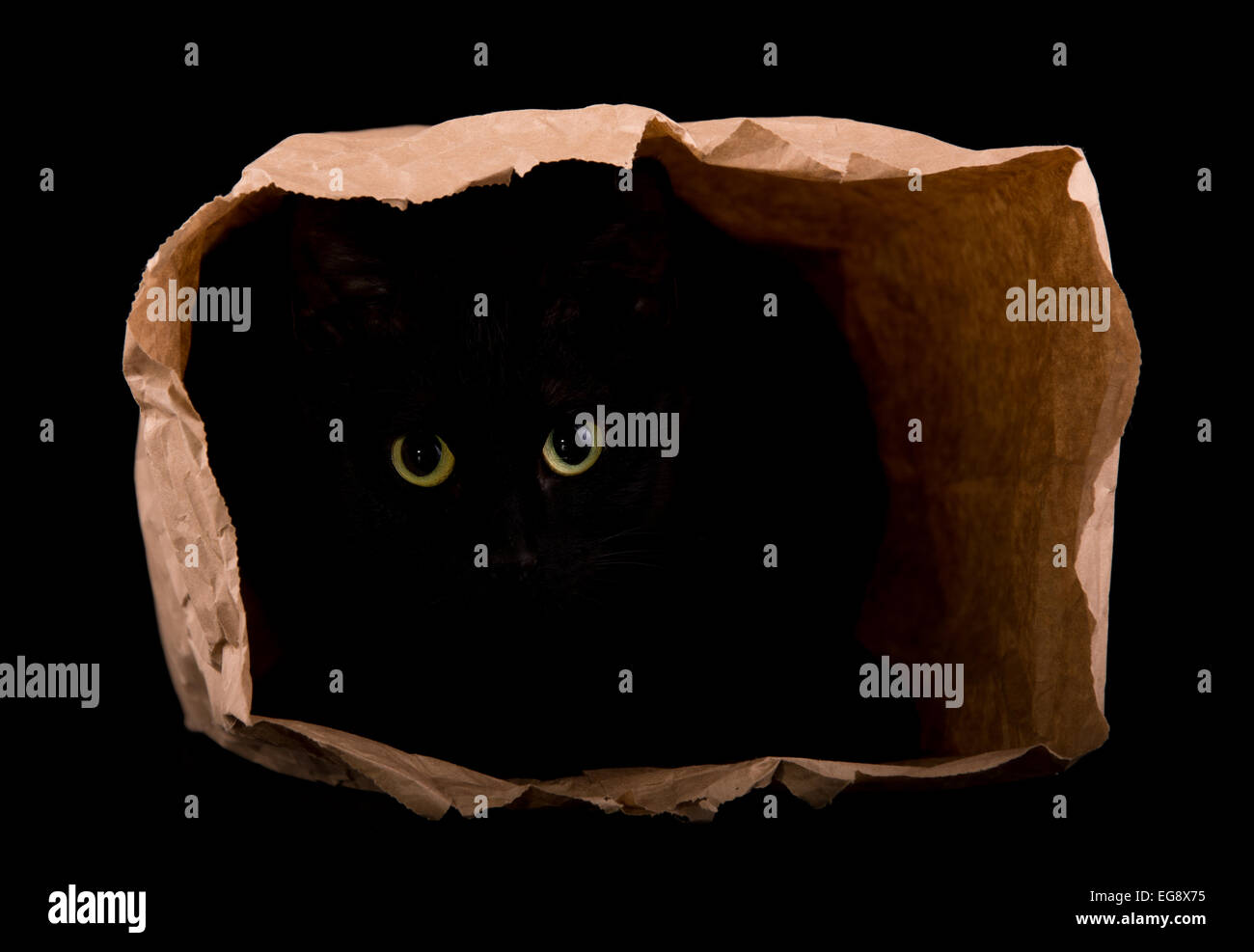 Black cat hiding in the shadows of a paper bag, with her eyes gleaming in the darkness, isolated on black Stock Photo