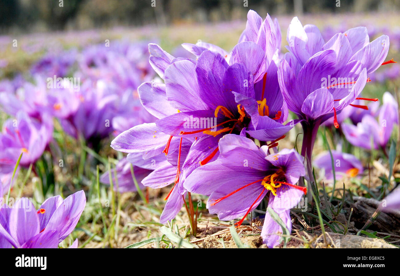 Kashmiri farmers collect saffron from their fields at Pampore on the