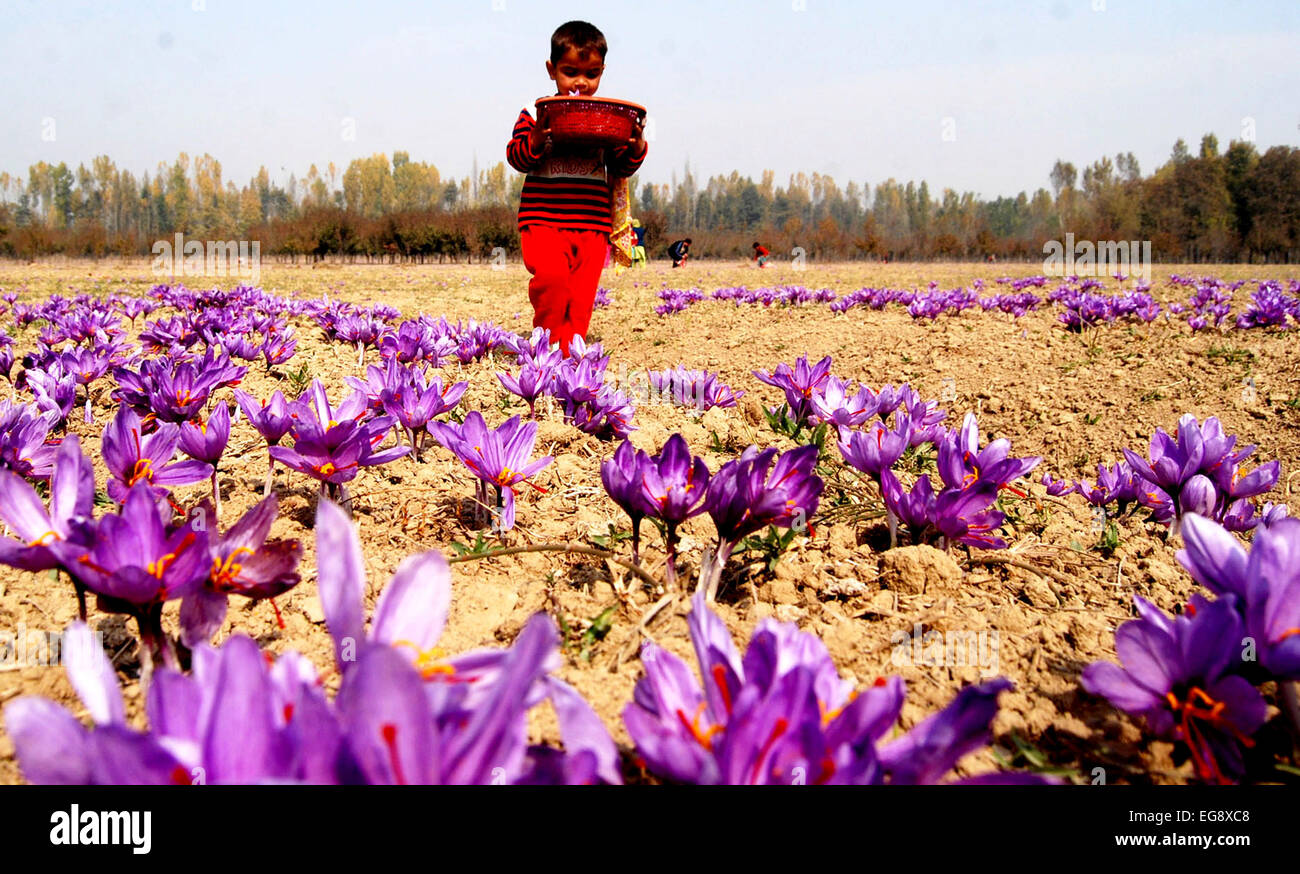 Kashmiri farmers collect saffron from their fields at Pampore on the outskirts of Srinagar as