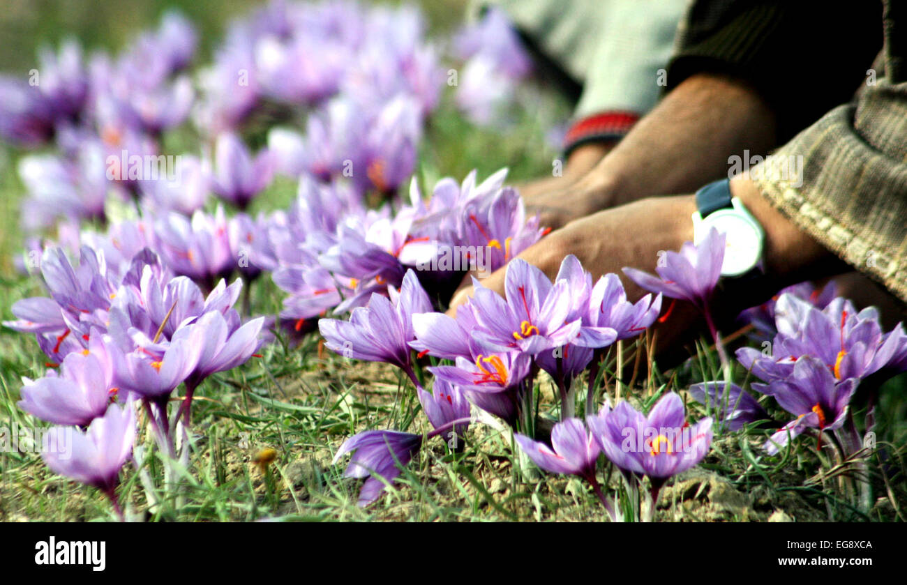Kashmiri farmers collect saffron from their fields at Pampore on the