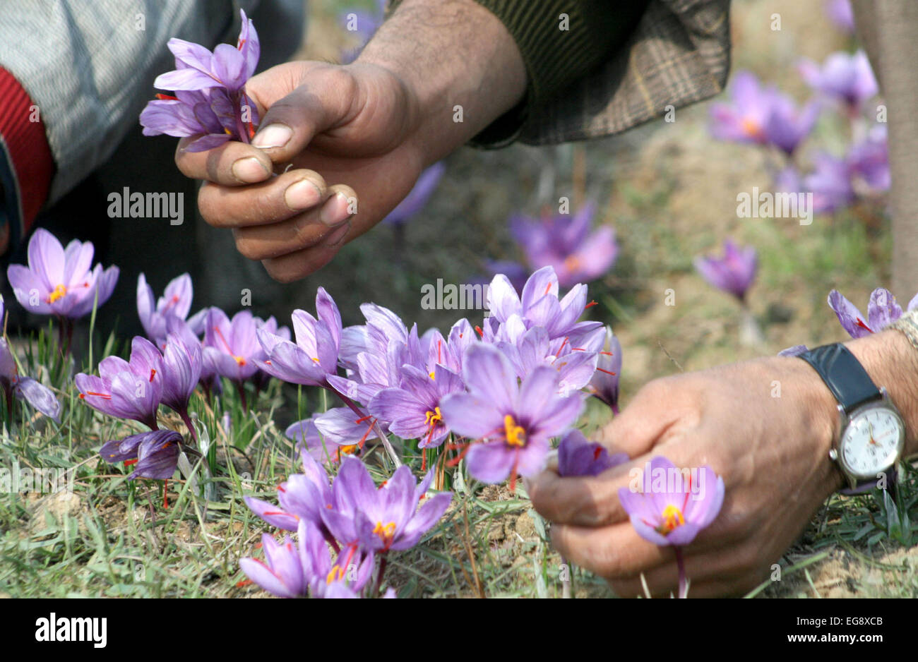 Kashmiri farmers collect saffron from their fields at Pampore on the