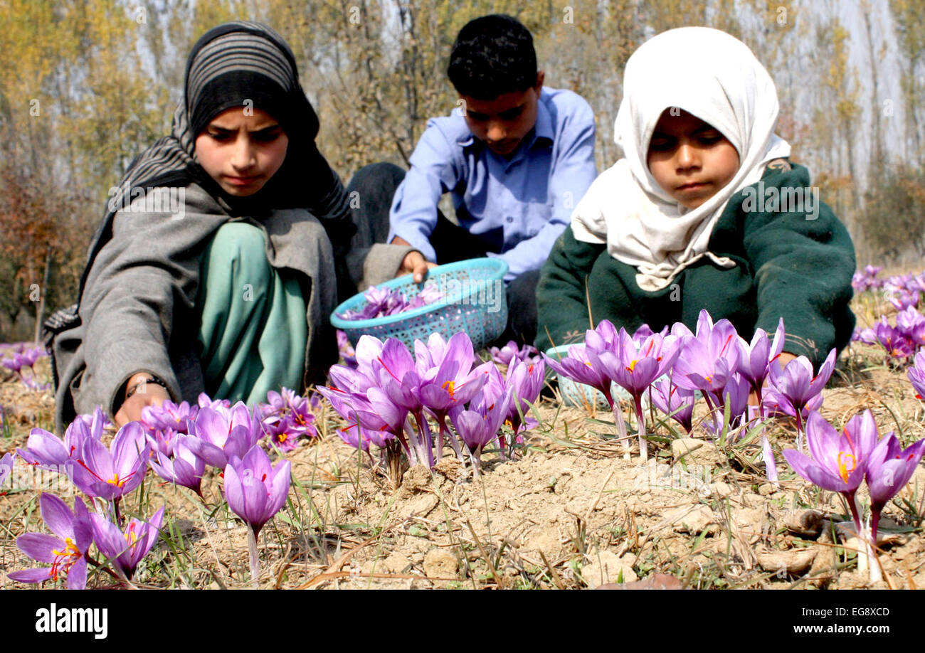 Kashmiri farmers collect saffron from their fields at Pampore on the