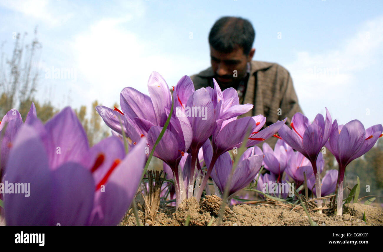 Kashmiri farmers collect saffron from their fields at Pampore on the