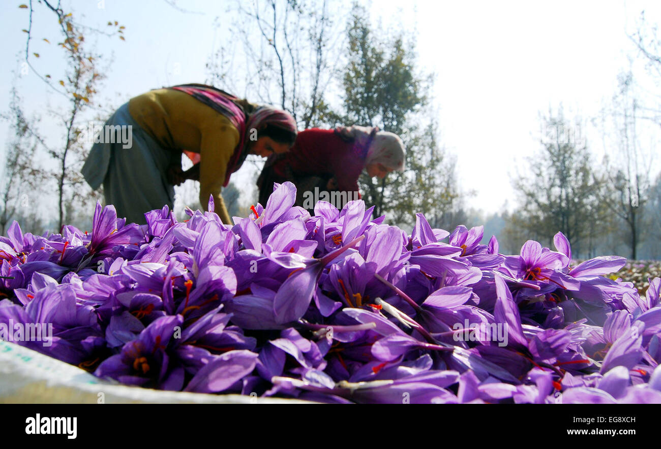Kashmiri farmers collect saffron from their fields at Pampore on the