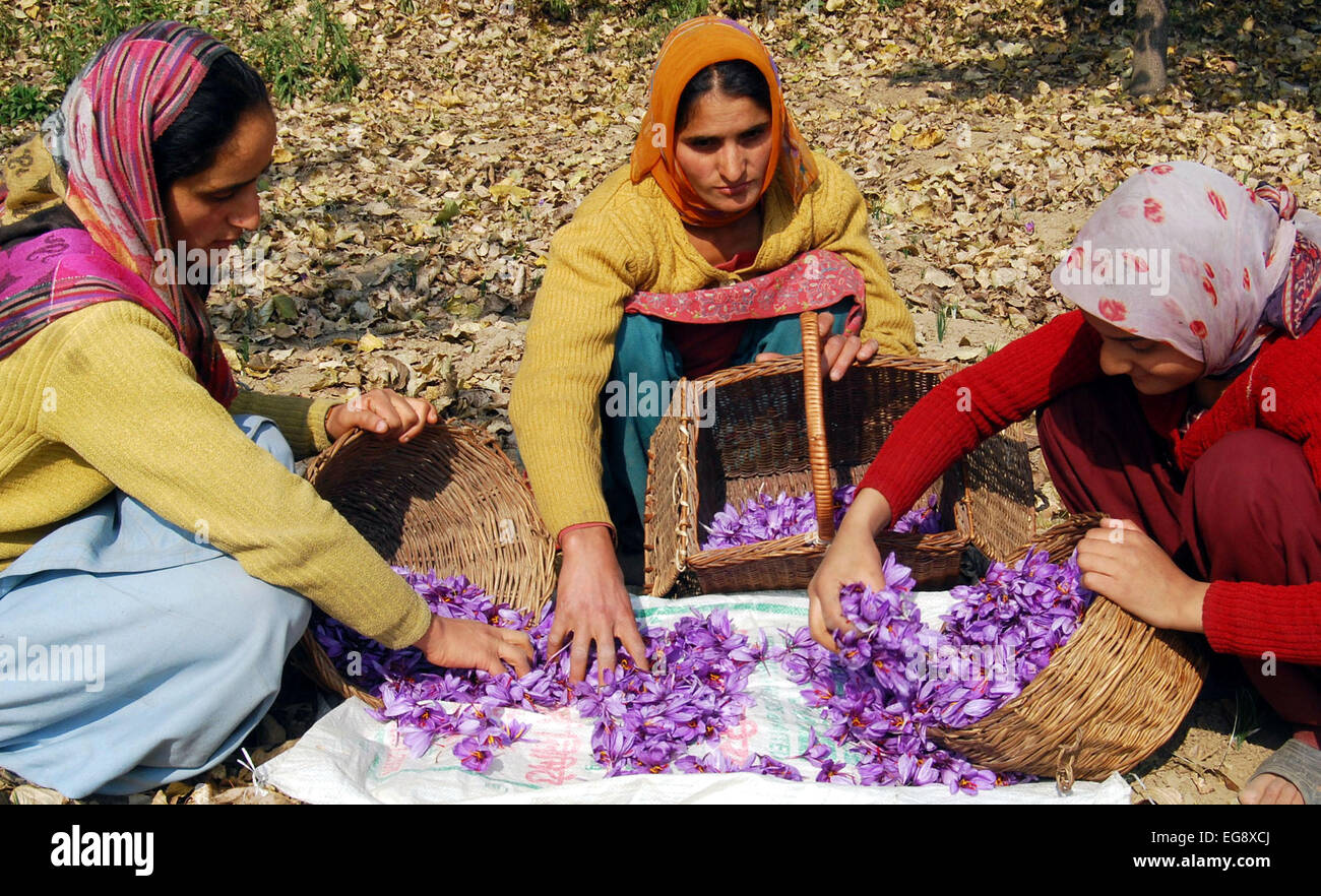 Kashmiri farmers collect saffron from their fields at Pampore on the