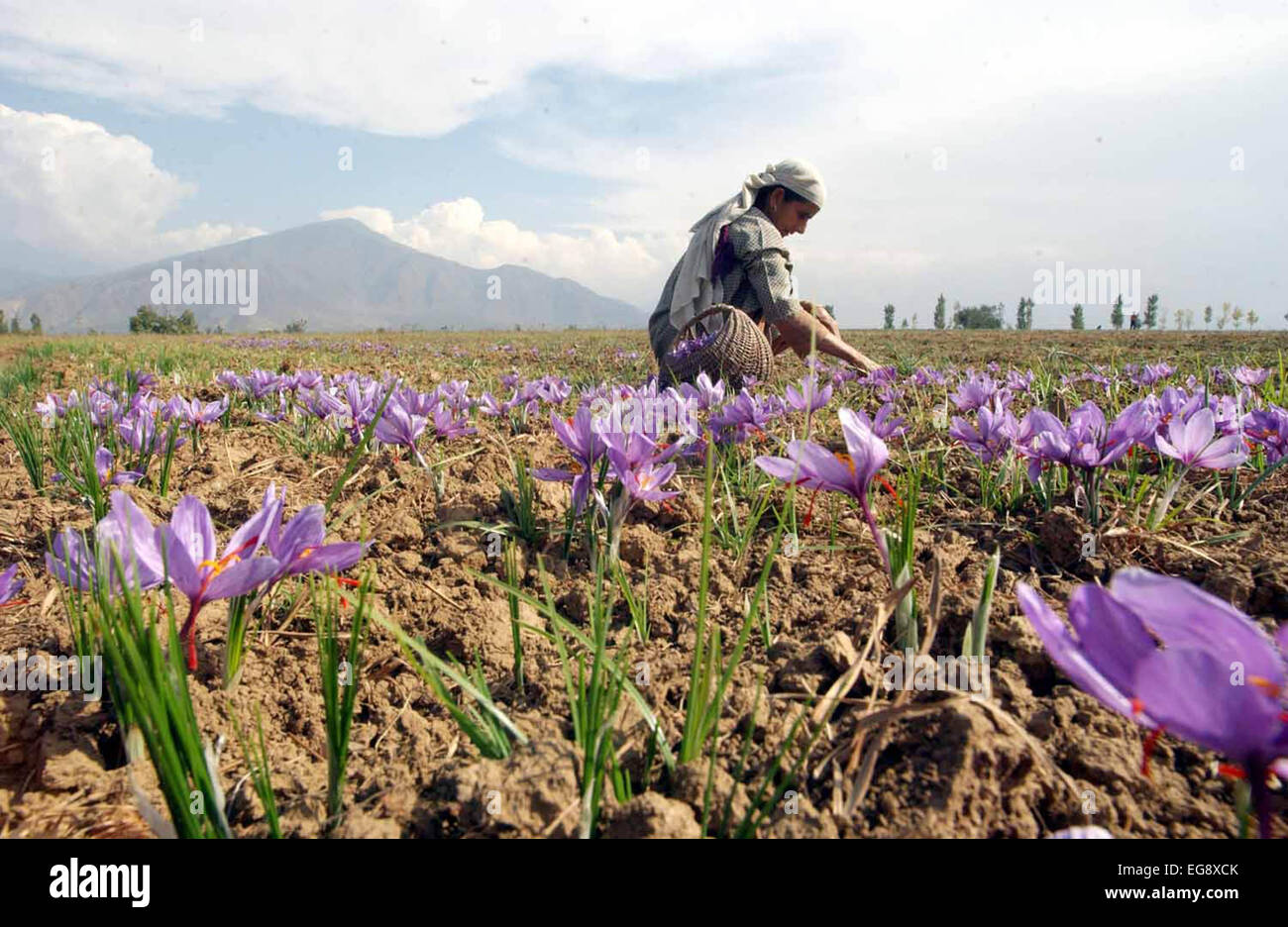 Kashmiri farmers collect saffron from their fields at Pampore on the