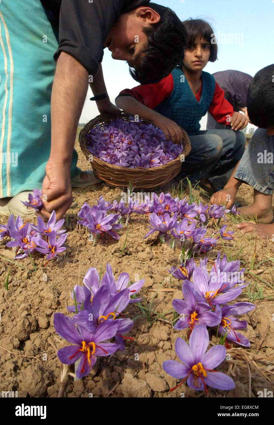 Kashmiri farmers collect saffron from their fields at Pampore on the