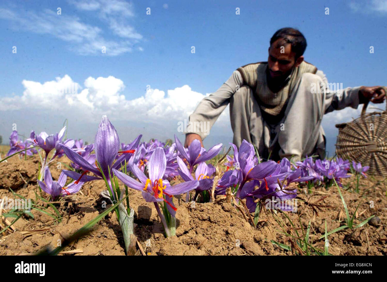 Kashmiri farmers collect saffron from their fields at Pampore on the