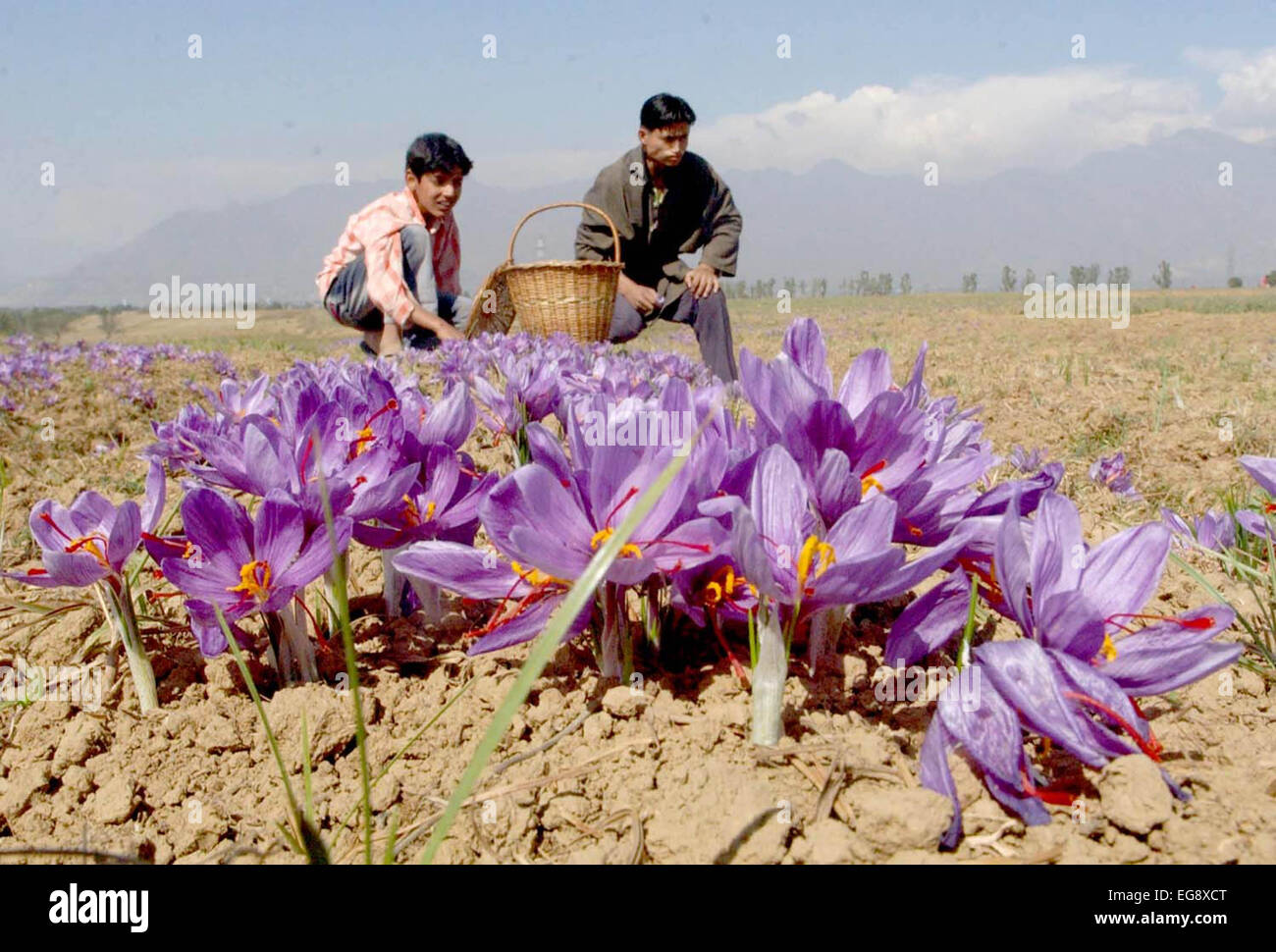 Kashmiri farmers collect saffron from their fields at Pampore on the