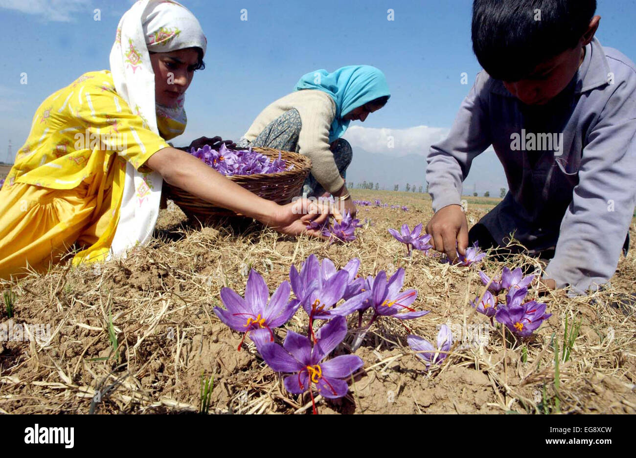 Kashmiri farmers collect saffron from their fields at Pampore on the