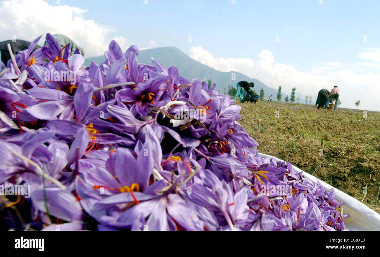 Kashmiri farmers collect saffron from their fields at Pampore on the