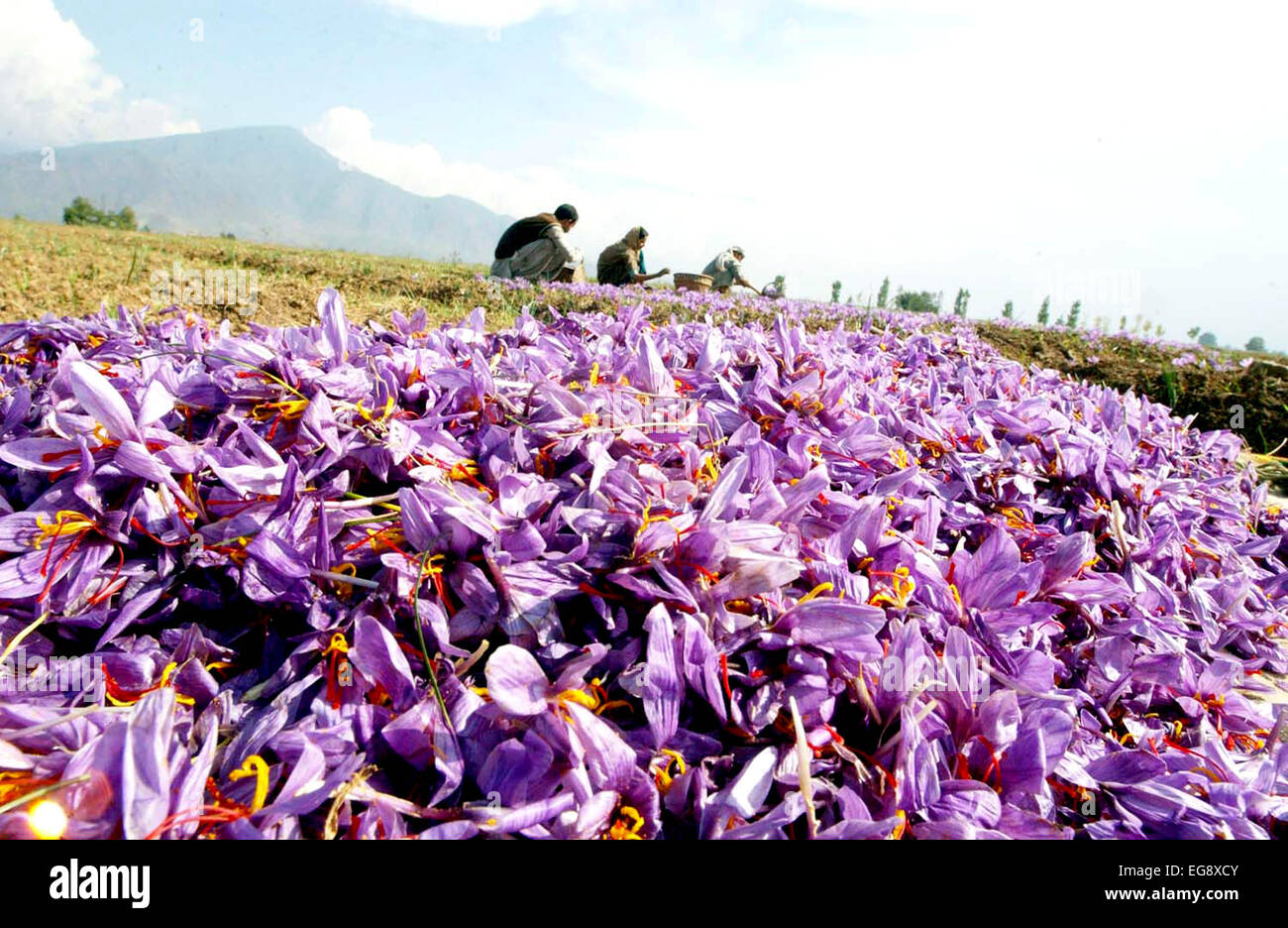 Kashmiri farmers collect saffron from their fields at Pampore on the
