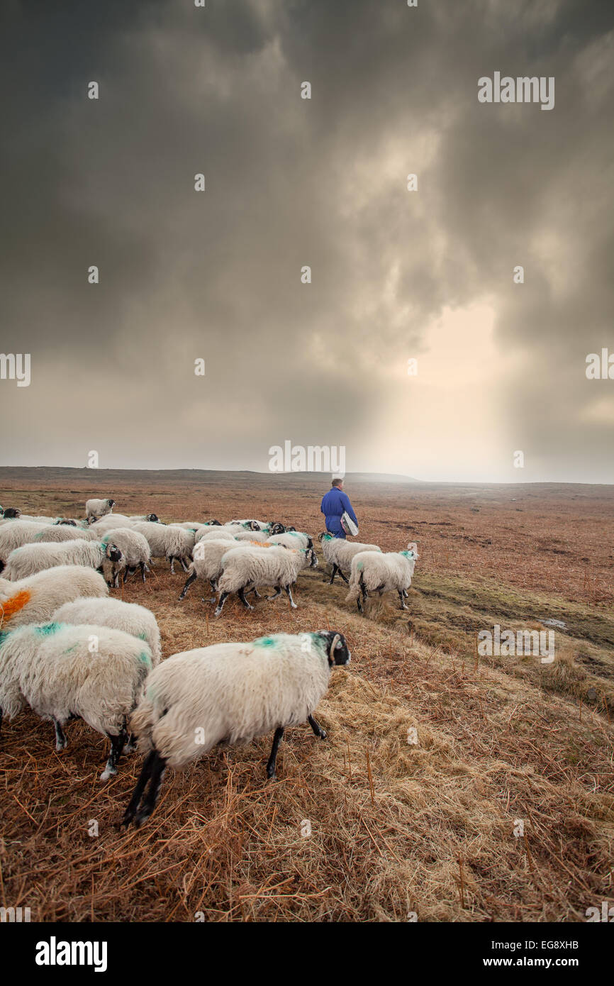 Farmer feeding Swaledale sheep with supplementary sack of cob feed Goathland North Yorkshire Moors Stock Photo