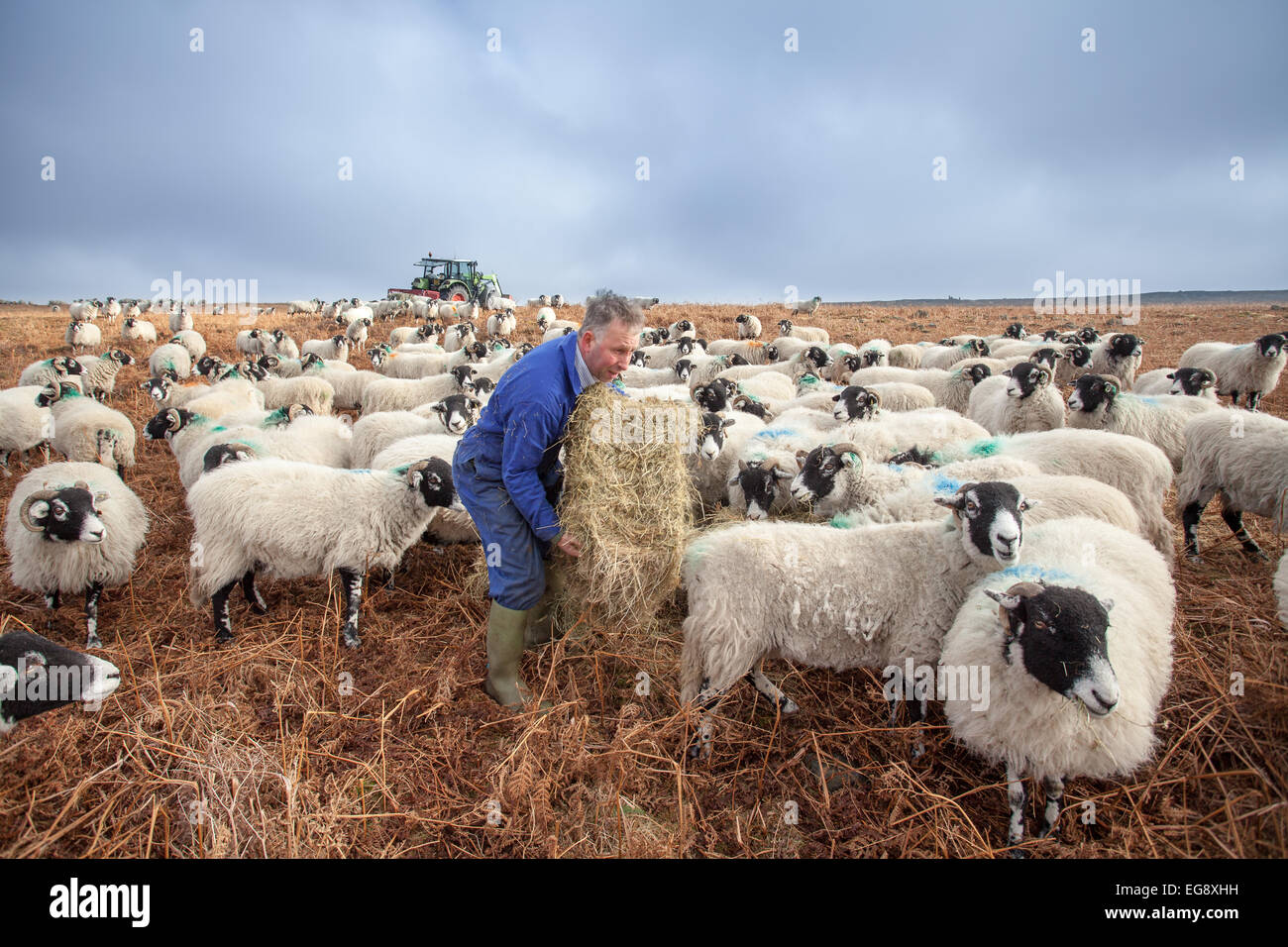 Farmer feeding Swaledale sheep with supplementary hay Goathland North Yorkshire Moors Stock Photo