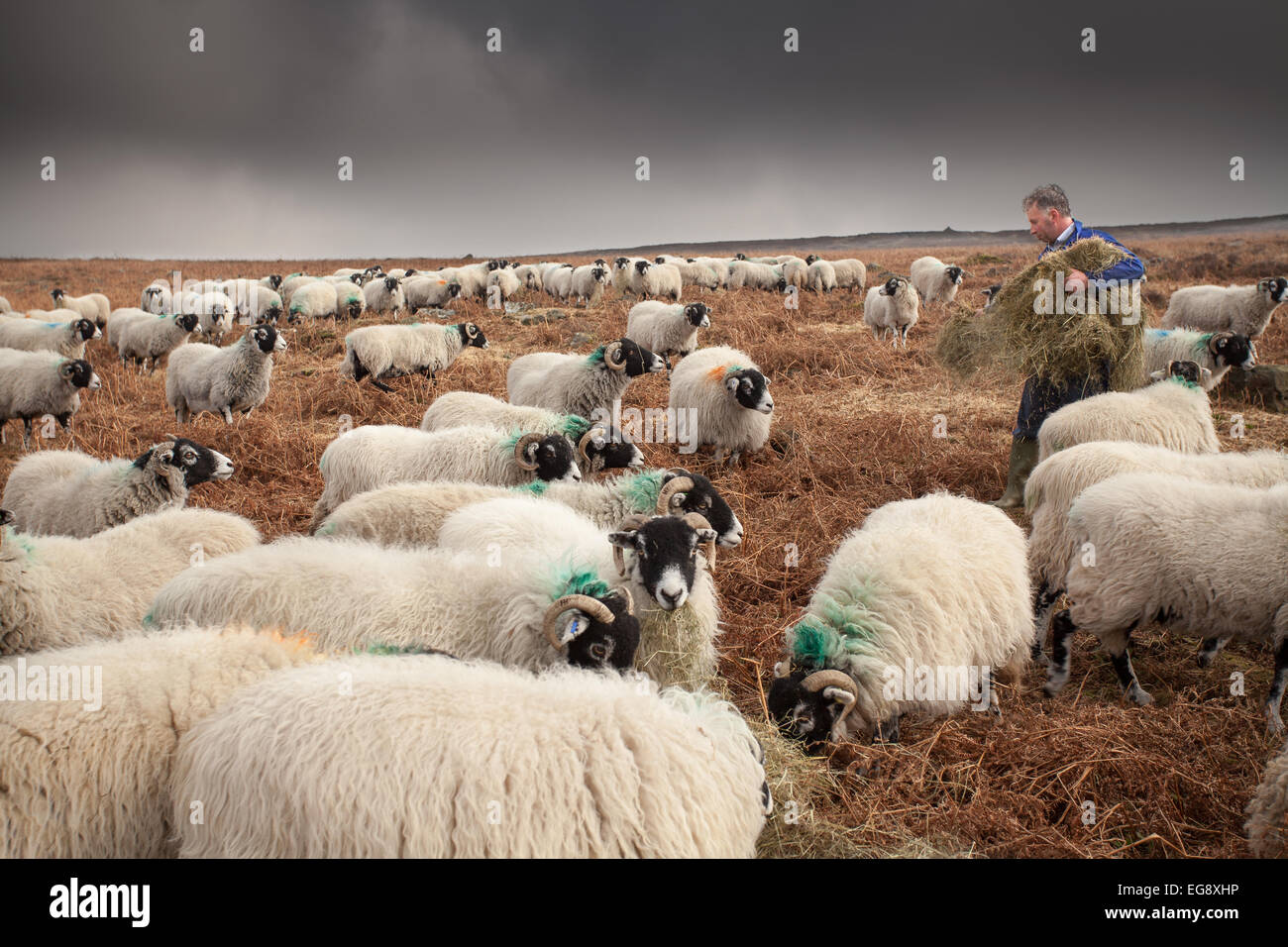 Farmer feeding Swaledale sheep with supplementary hay Goathland North Yorkshire Moors Stock Photo