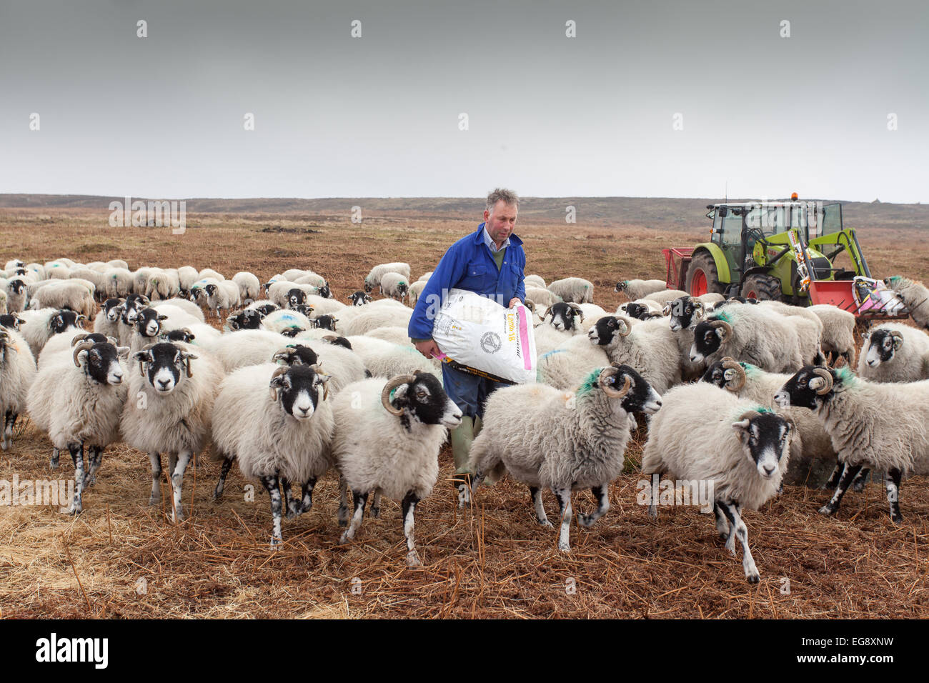 Farmer with green tractor feeding Swaledale sheep with supplementary sack of cob feed Goathland North Yorkshire Moors Stock Photo