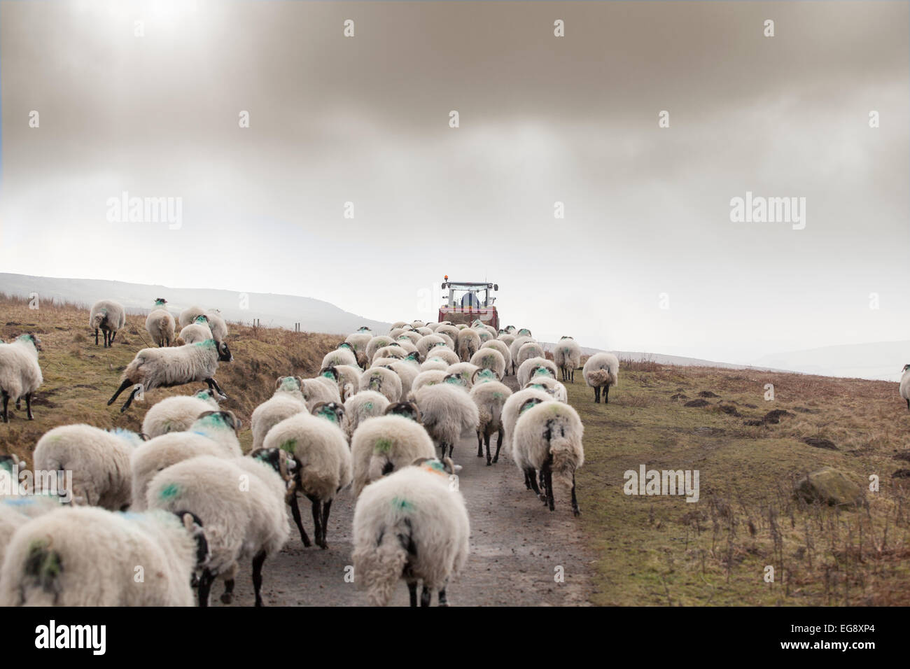 Sheep following Farmer who will give supplemental feed to Swaledale