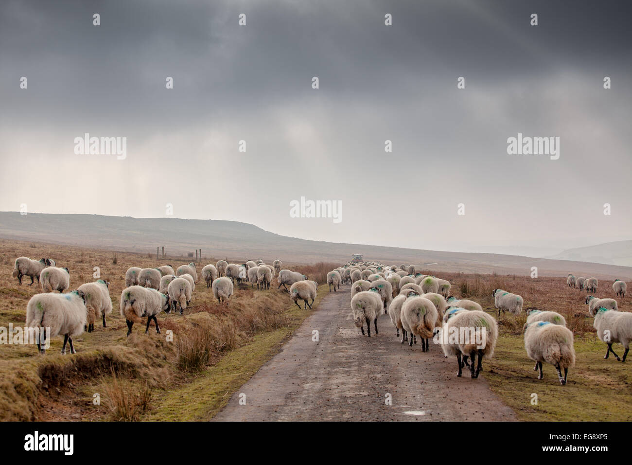 Sheep following Farmer who will give supplemental feed to Swaledale