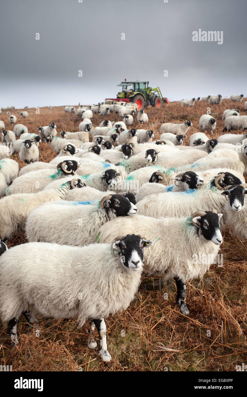Farmer giving supplemental feed to Swaledale sheep in winter early