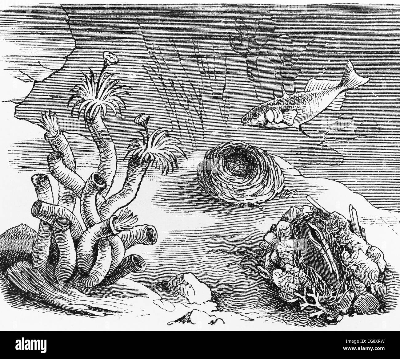 Vintage 19th century drawing of a underwater tube worm and shell nest