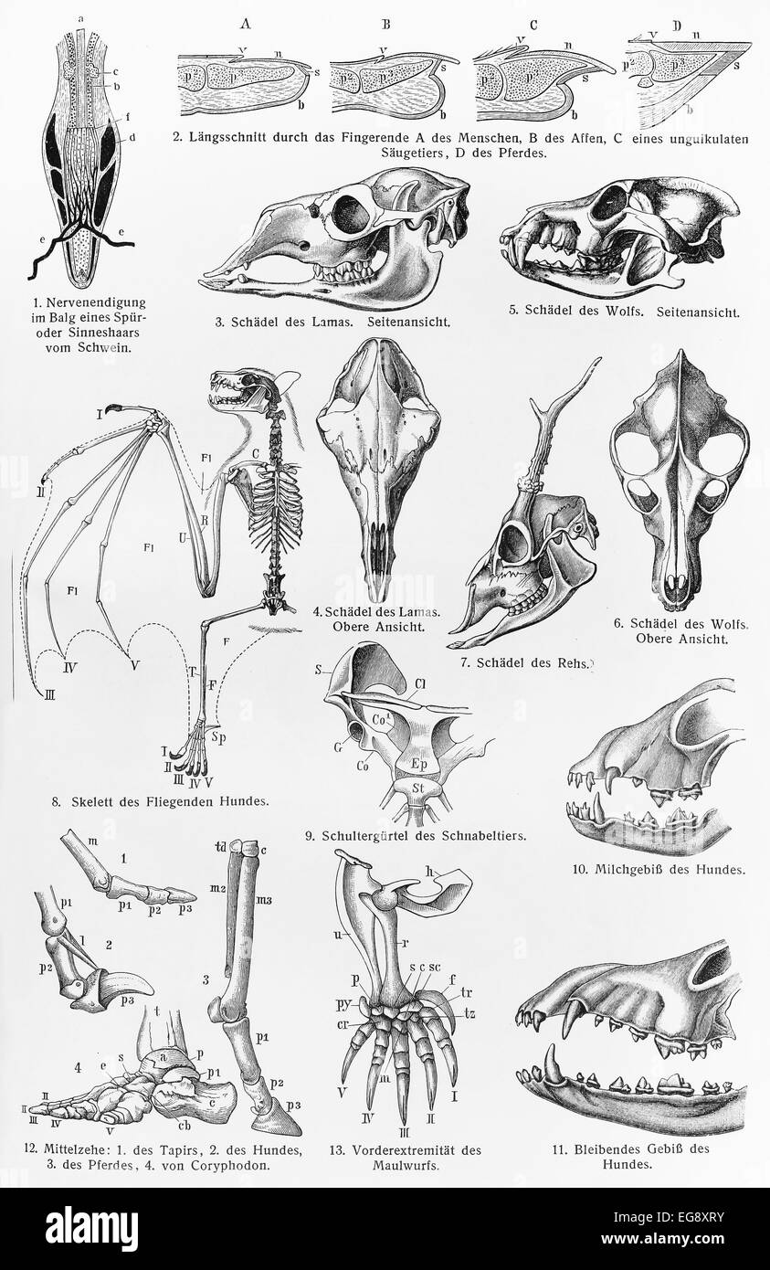 Vintage drawing representing body and skeleton parts of mammals Stock Photo