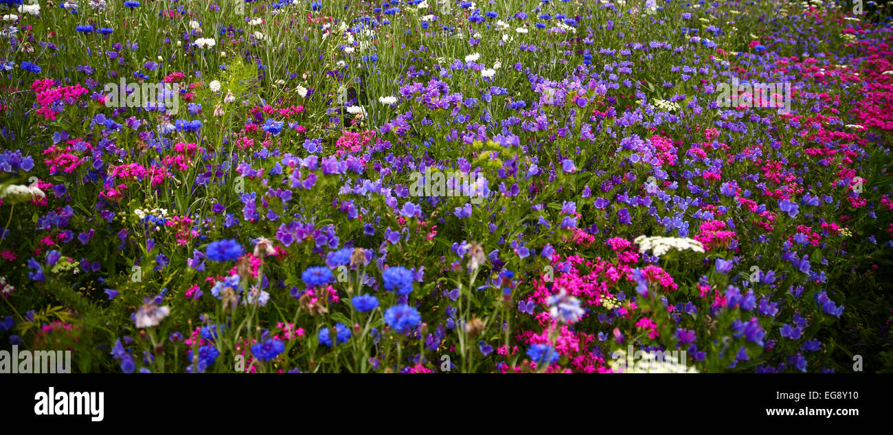 Cottage garden flowers Stock Photo - Alamy