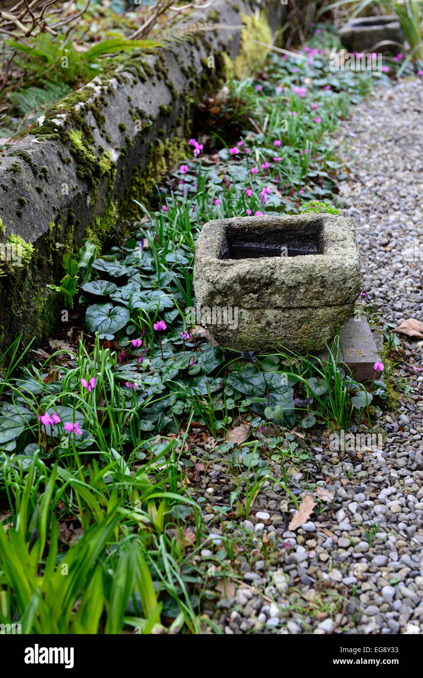 purple cyclamen seedlings gravel path snowdrop spring combination