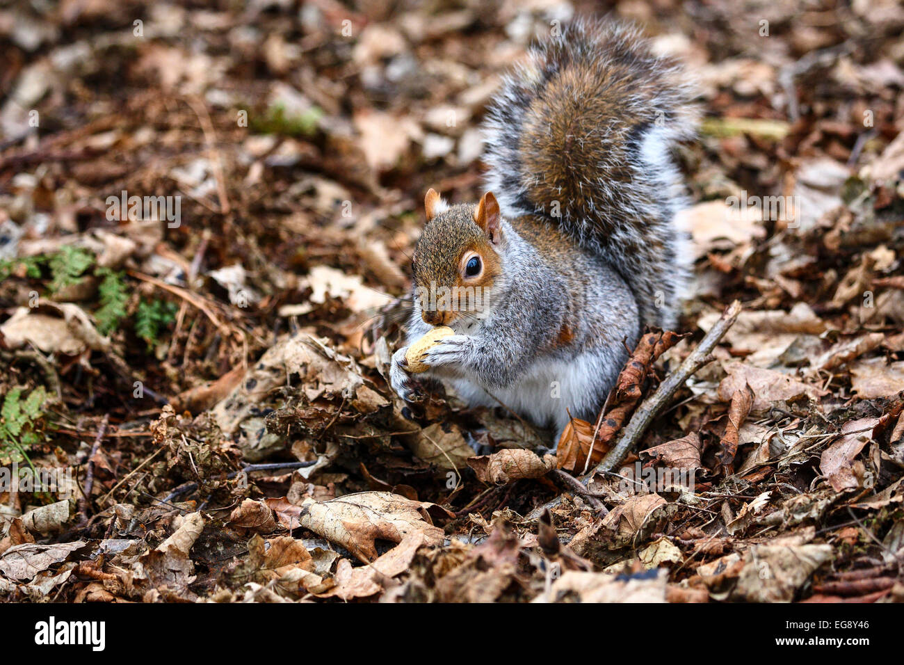Squirrel in woodland setting at Golden Acre Park, Leeds, West Yorkshire