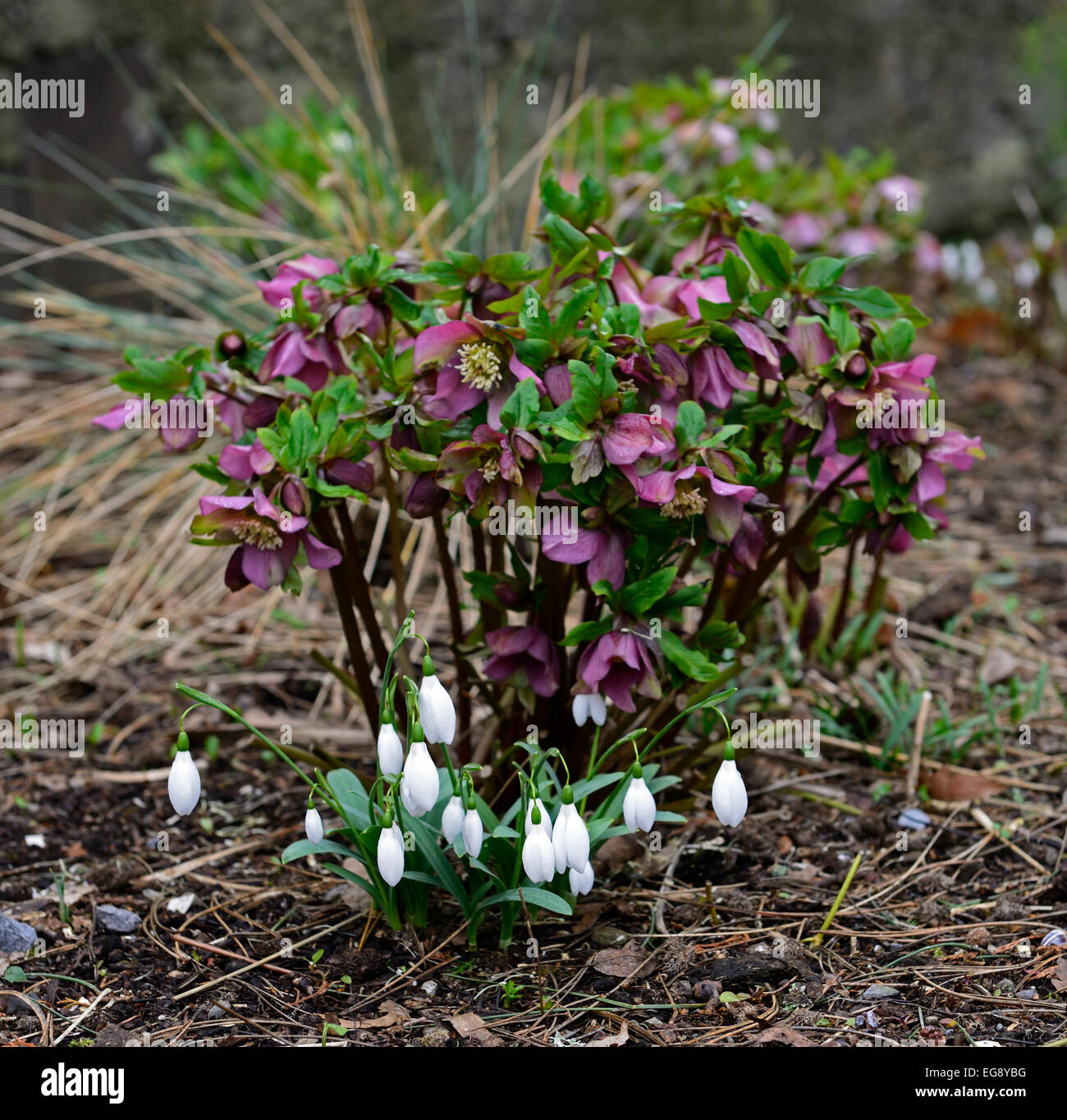 purple hellebore white snowdrop spring combination planting partners scheme primrose hill lucan dublin rm floral Stock Photo