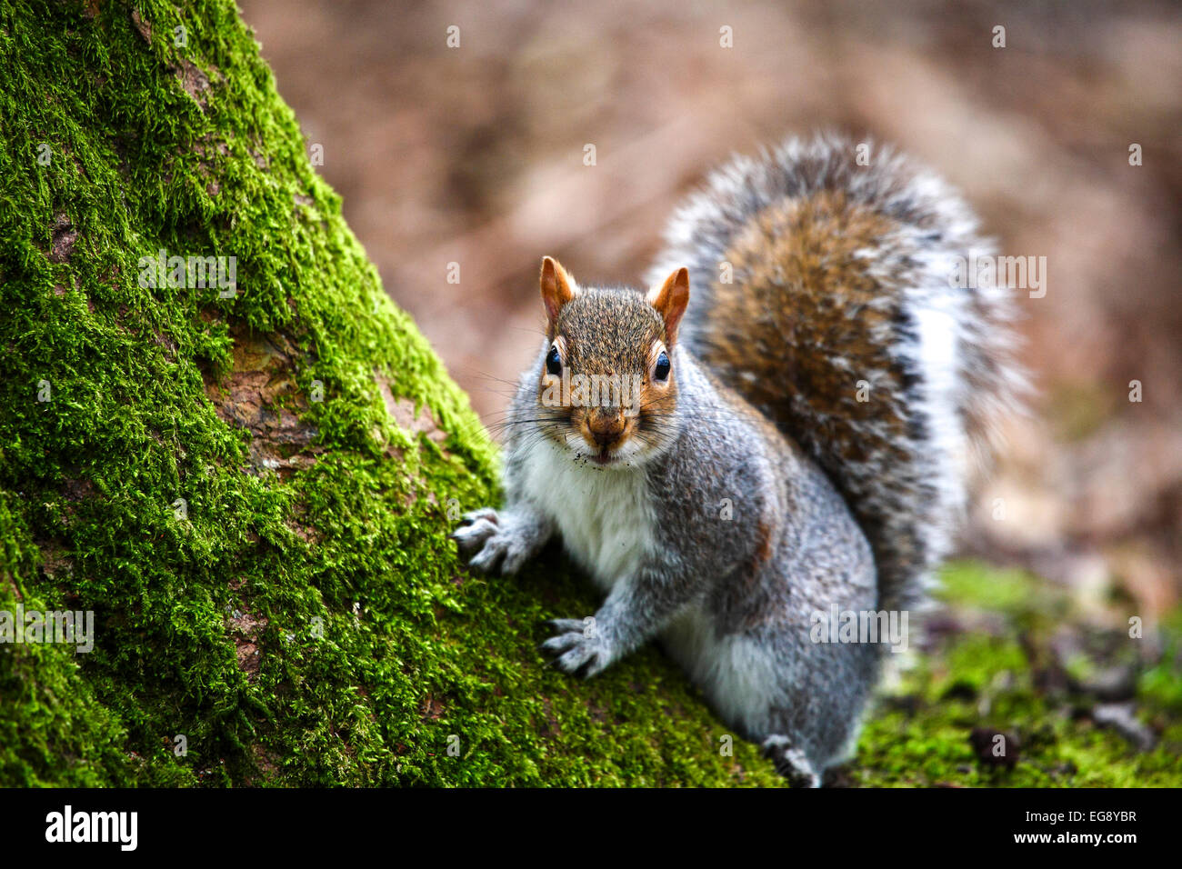 Golden acre park yorkshire hi-res stock photography and images - Alamy