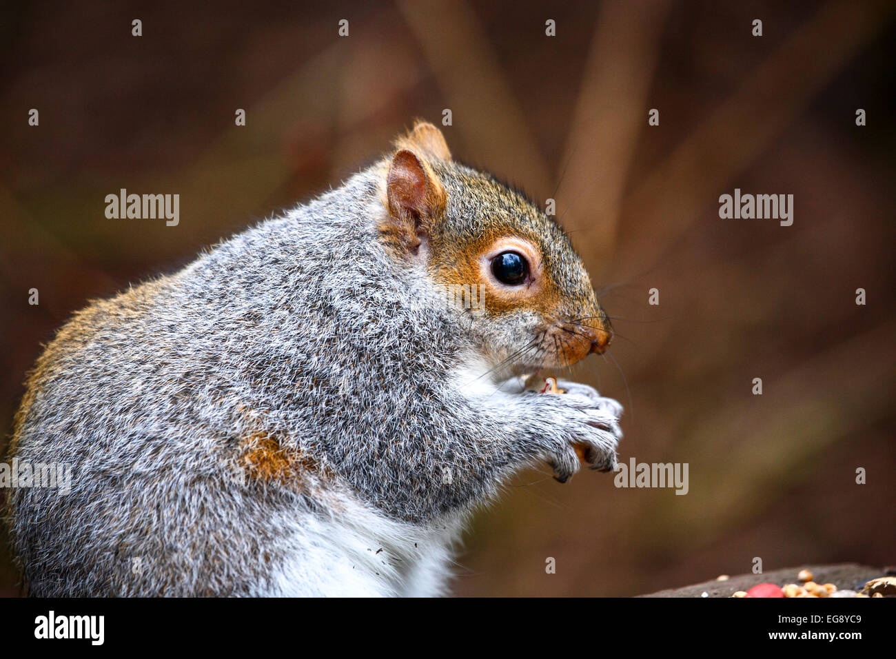 Squirrel in woodland setting at Golden Acre Park, Leeds, West Yorkshire