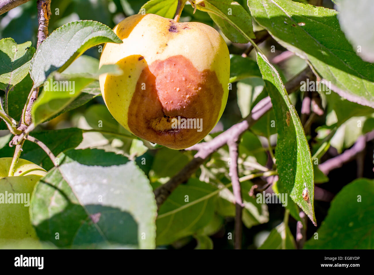 Rotten and over-ripe apple hanging on a branch with leaves Stock Photo