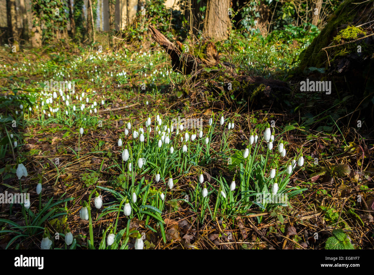 Groups of Galanthus snowdrops growing in woodland, spring Stock Photo