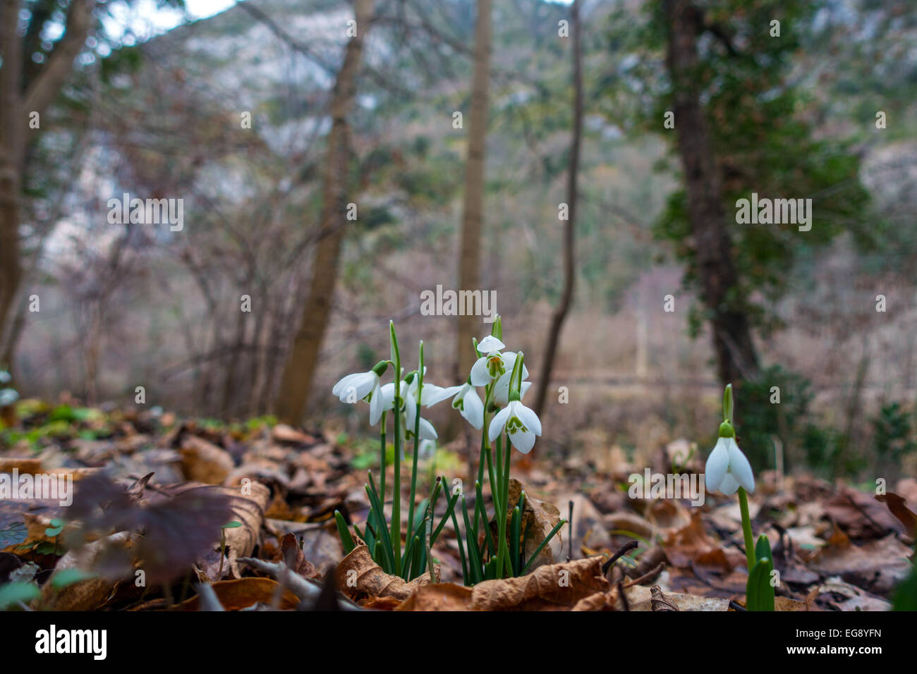Close up of Galanthus snowdrops growing in woodland, spring Stock Photo