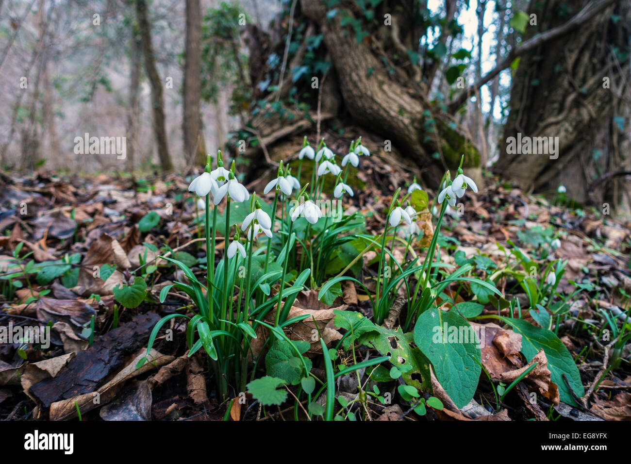 Close up of Galanthus snowdrops growing in woodland, spring Stock Photo