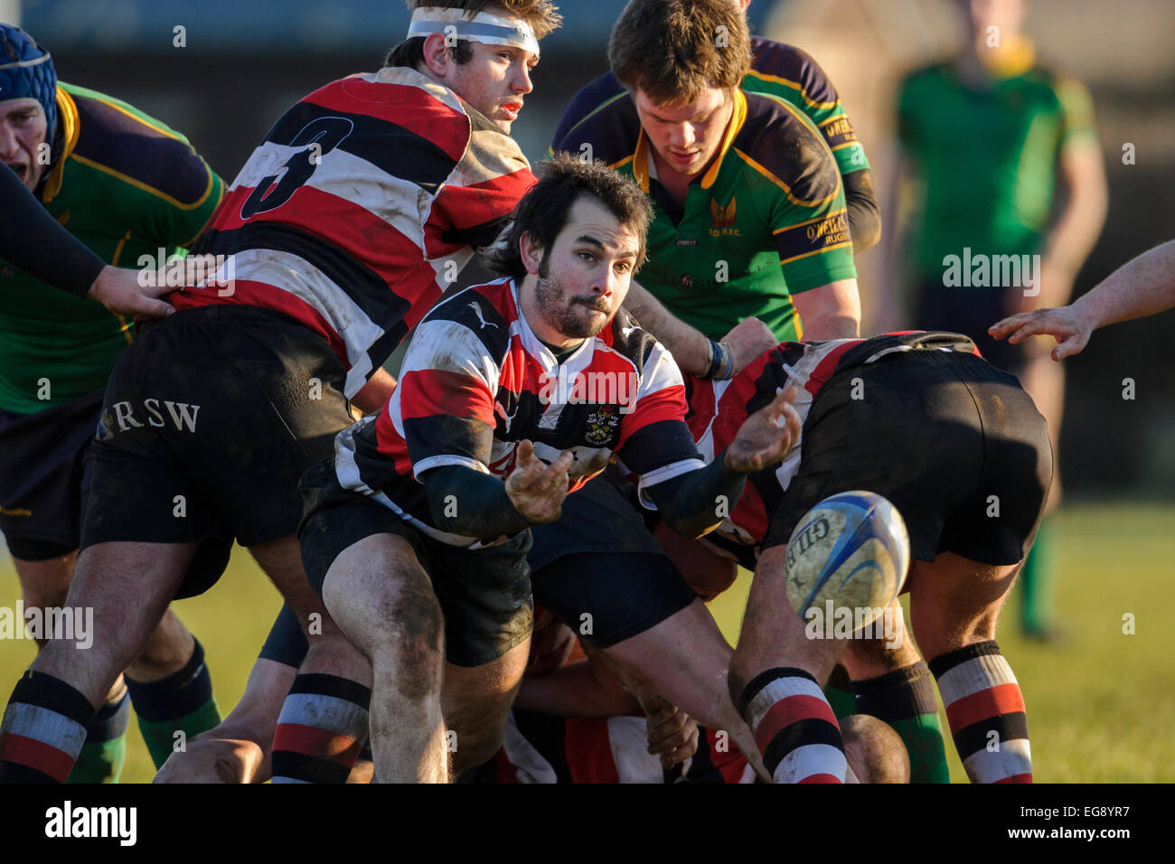 Rugby, scrum half in action Stock Photo Alamy