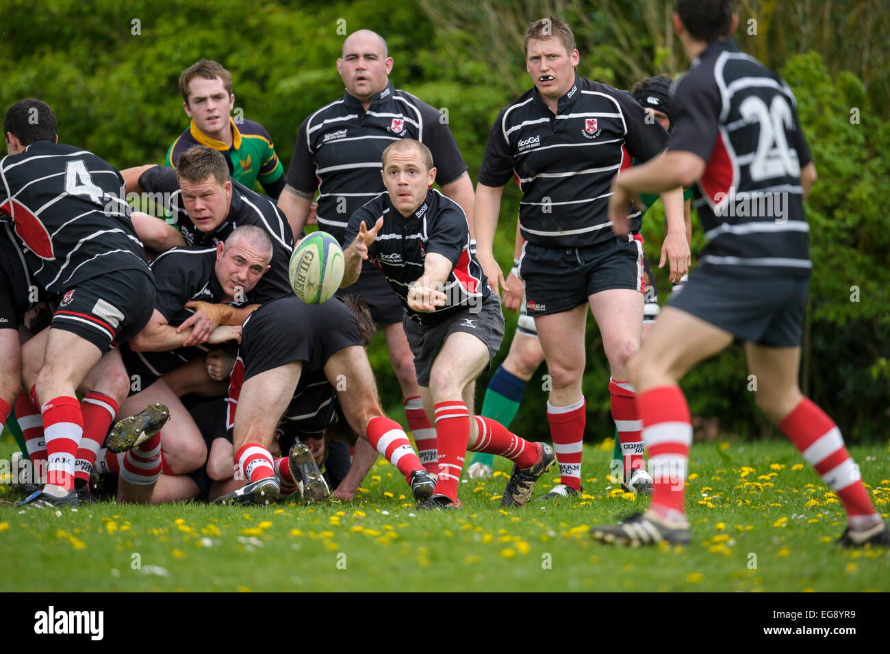 Rugby, scrum half in action Stock Photo Alamy