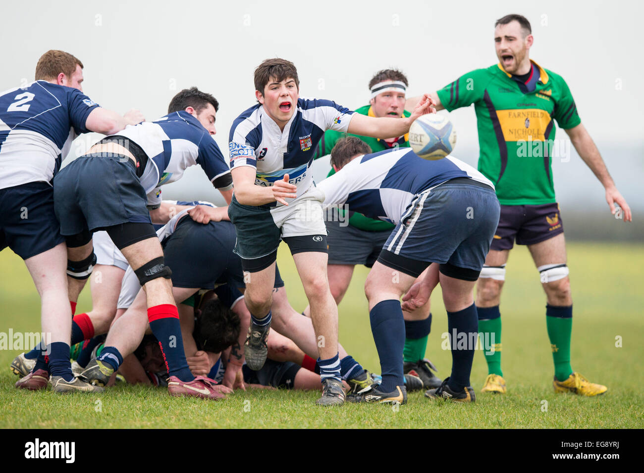 Rugby, scrum half in action Stock Photo Alamy
